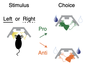 Collicular circuits for flexible sensorimotor routing