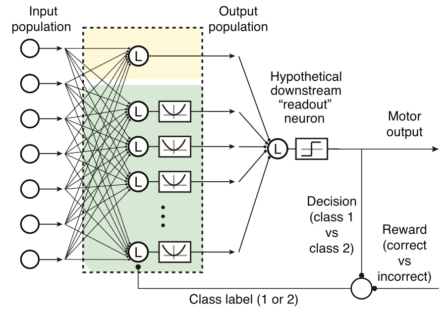 Neural Quadratic Discriminant Analysis: Nonlinear Decoding with V1-Like Computation