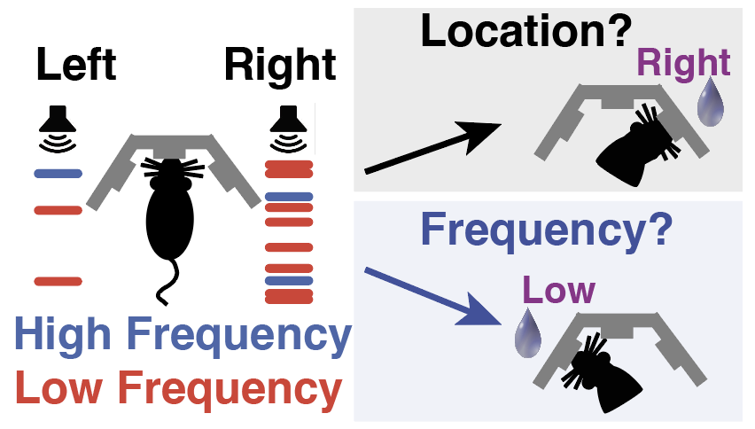 Individual variability of neural computations underlying flexible decisions